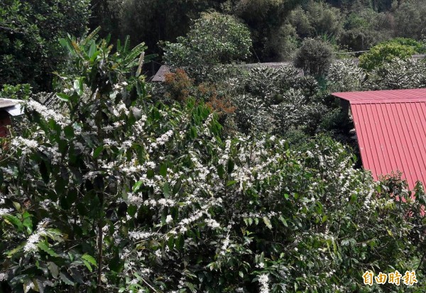 八卦山咖啡花盛開，滿山遍野像皚皚白雪美極了！（記者湯世名攝）