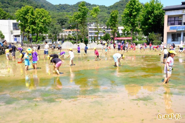 金山三和國小、中角國小、金山幼兒園小朋友們，一起在金山朝天宮旁農田體驗插秧。（記者林欣漢攝）