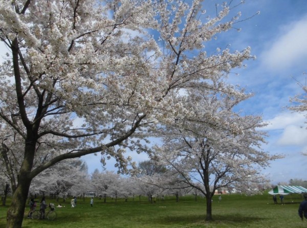 日本現正值櫻花旺季，園方呼籲民眾，賞櫻之餘別忘記將垃圾帶走，才能維護良好的環境。（圖擷自推特「ParksToneri」）