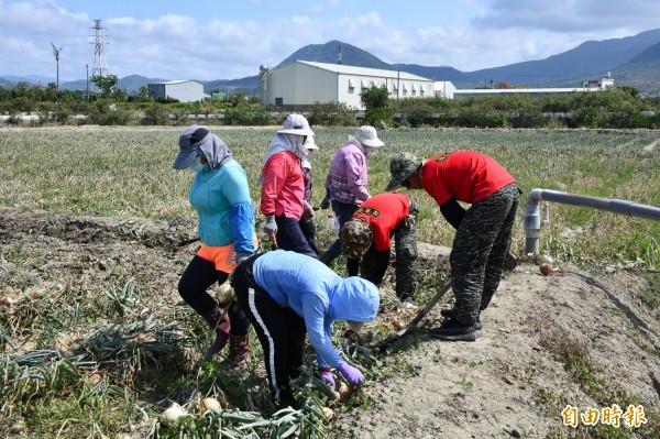 蔥田內仍是專業蔥農為大宗，阿兵哥多從事勞力協助。（記者蔡宗憲攝）