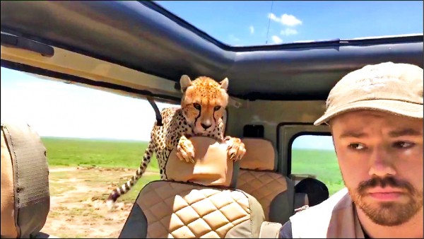 非洲頭獵跳進觀光客車子後座。（路透）