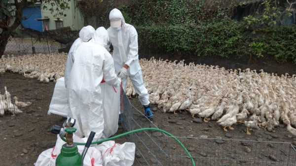 肉鴨場再傳禽流感，屏東鹽埔鄉撲殺6799隻肉鴨。（圖由屏東縣動物防疫所提供）