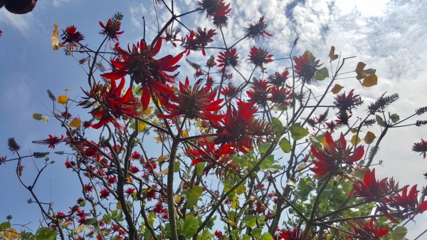 百年刺桐樹梢出現亮麗的花朵。（屏科大植醫團隊提供）