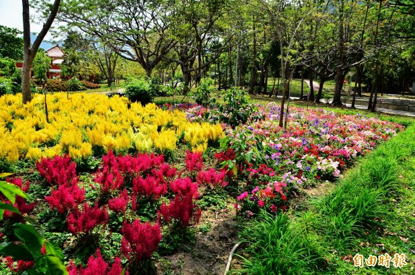 花園內已是繽紛綻放。（記者吳俊鋒攝）