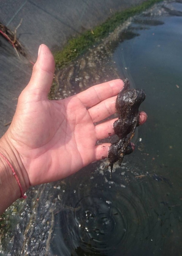 漁民撈起黑色油質物,又黏又噁心,像爛掉的髮菜。(記者陳冠備翻攝) 漁民撈起黑色油質物,又黏又噁心,像爛掉的髮菜。(記者陳冠備翻攝)