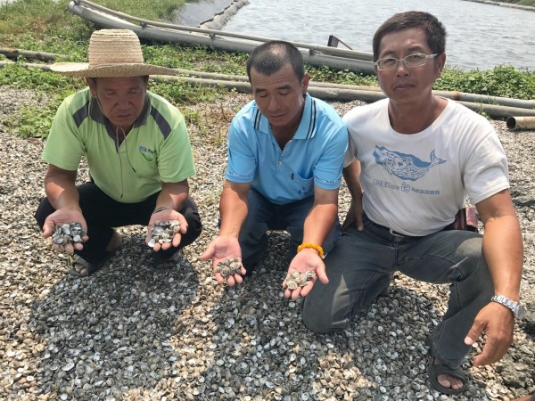 大雨造成彰化養殖的文蛤大量死亡,養殖漁民懷疑和空氣汙染有關。(記者陳冠備翻攝) 大雨造成彰化養殖的文蛤大量死亡,養殖漁民懷疑和空氣汙染有關。(記者陳冠備翻攝)