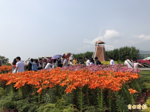 中社花市百合花盛開，清明連假期間吸引大批遊客入園參觀。（記者張軒哲攝）