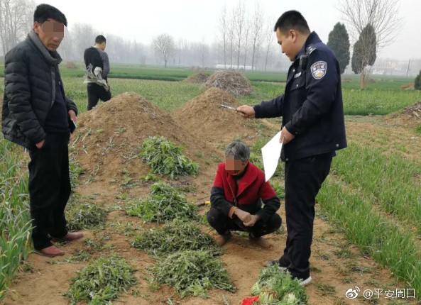 中國河南2名大媽偷偷種植罌粟苗，還帶到菜市場販賣。（圖擷自微博「平安周口」）