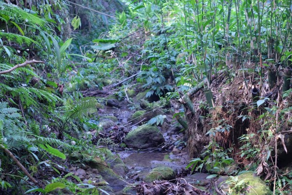 生態團體表示，藤坪古道遭開挖前，原本是螢火蟲棲地的自然山溝。（記者廖雪茹翻攝）