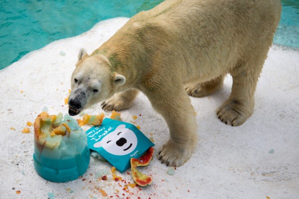 第一隻熱帶出生的北極熊伊努卡（Inuka）健康每況愈下，新加坡動物園今（12）日表示，如果情況沒有改善，園方可能得忍痛對牠施以安樂死。圖為去年12月，伊努卡歡度27歲生日。（法新社）