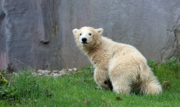 小北極熊納努克（Nanook）在德國蓋爾森基興市Zoom Erlebniswelt動物園首次露面。（歐新社）