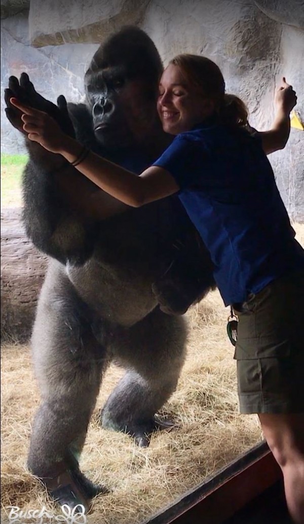 美國佛羅里達州的動物園布希花園，近日在臉書上傳了1部園內大猩猩與飼養員互動的有趣影片，除了讓許多民眾讚美可愛之外，也引來不少動保人士的議論。（翻攝自Busch Gardens Tampa Bay Facebook）