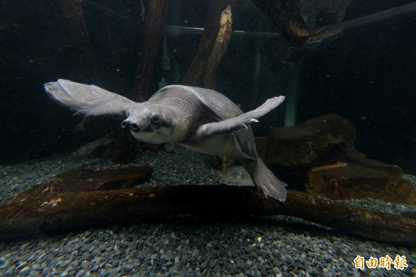 嘉義民雄一家水族館遭查獲飼養保育類「豬鼻龜」，還意圖違法私下販售。（資料照，農委會提供）