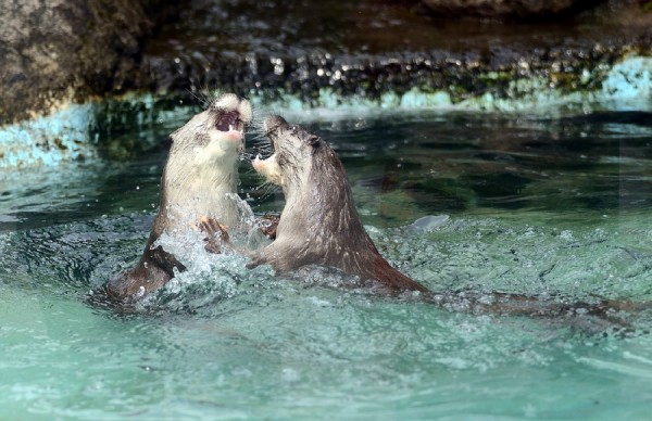 歐亞水獺「大金」和「小金」兄弟學游泳，是動物園保育員指導的。（台北市立動物園提供）