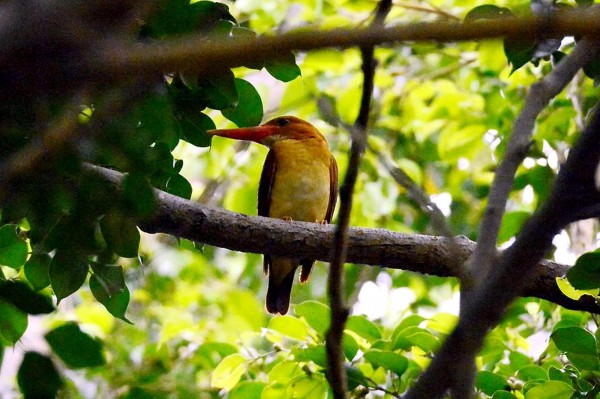 赤翡翠有「鳥界的法拉利」之稱。（鳥友黃永豐提供）