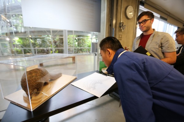 林智堅觀摩加州科博館，了解研究人員生物繪圖與展出過程。（市府提供）