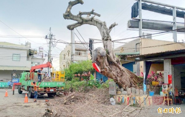 南投縣竹山鎮江西林社區「榕樹公」，因病枯死，縣府將予以砍除。（記者謝介裕攝）