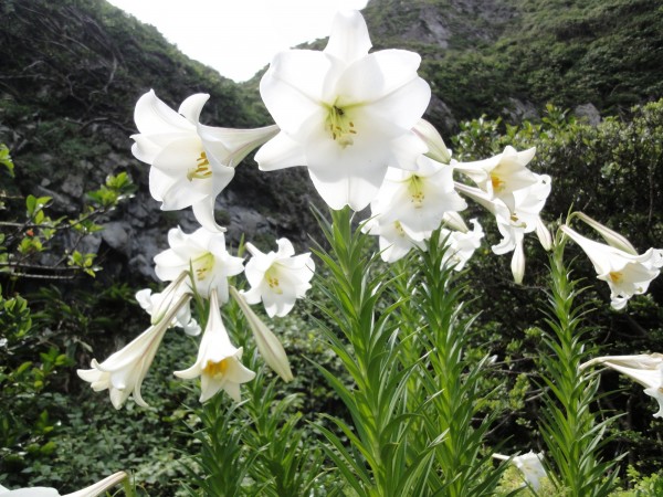 基隆嶼的百合花正盛開（基隆市政府提供）