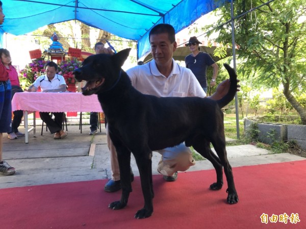 大型台灣犬辦認證獲認證犬將獲工作犬資格 生活 自由時報電子報