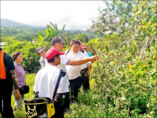 全台油茶樹種植面積約一千三百三十五公頃，花蓮縣栽培範圍僅次於嘉義，主要集中在卓溪鄉及玉里鎮，其中又以卓溪鄉的一百五十公頃面積最大。（花蓮農改場提供）