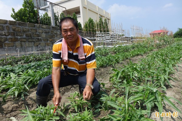 李文元因為酒駕服社會勞動役，勞役期滿自願留下當彰化和美面前社區的種菜志工。（記者劉曉欣攝）