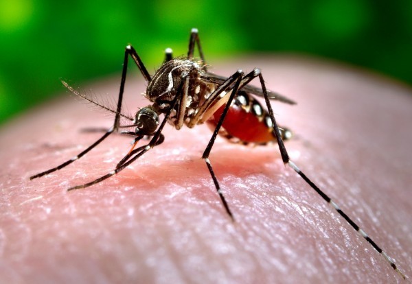 中國女子揮打在臉部周圍亂飛的蚊子，不慎打爆耳膜。此為示意圖。（美聯社）
