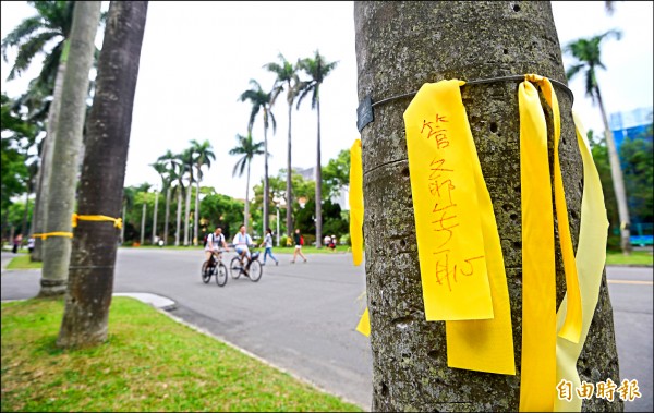 挺管團體舉辦的「新五四運動」後，台大校園裡出現不同聲音的黃絲帶。（記者方賓照攝）