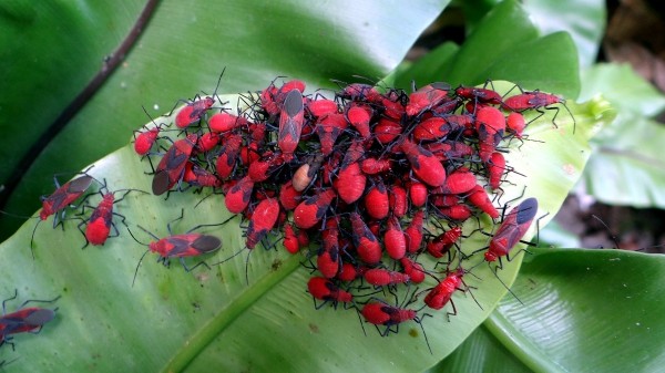 台北市立動物園裡每年春季和秋季欒樹果實成熟時，「紅姬緣椿象」會有2次大發生。（台北市立動物園提供）