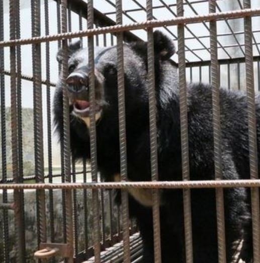 中國雲南村民買了小藏獒回家養，孰料最後卻長成一隻黑熊。（圖擷自微博）