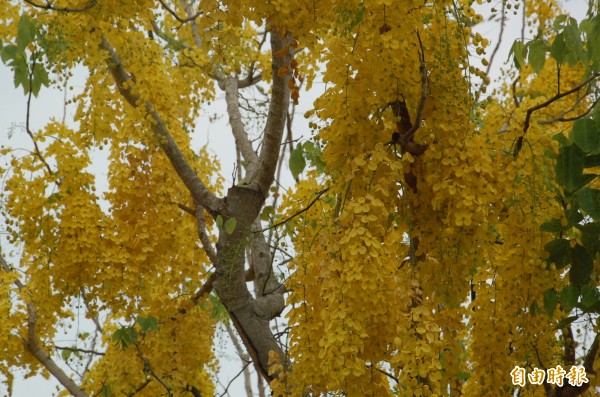 屏東市千禧公園阿勃勒開花，一串串金黃色的花瓣掛滿枝頭，隨風搖曳，宛如黃金瀑布般繽紛亮麗。（記者李立法攝）