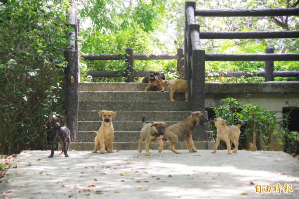 民雄森林公園有10隻疑遭棄養的幼犬盤據花瓣平台，散步民眾見犬隻吠叫、排泄物臭氣沖天，紛避而遠之。（記者曾迺強攝）