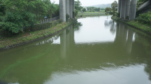 龍潭大池水質不佳，市議員張肇良擔心下個月辦龍舟賽會觀感不佳。（市議員張肇良提供）