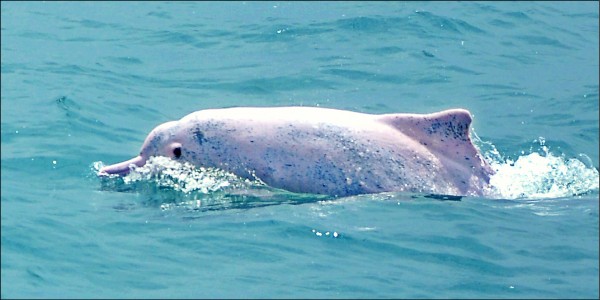 瀕臨絕種的台灣白海豚，國內只剩下約70隻。（鄭武郎提供）