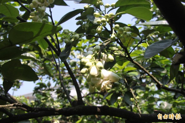 柚花散發淡淡清香，花型也相當可愛。（記者林欣漢攝）