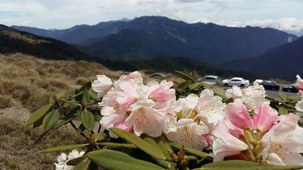 合歡東峰步道杜鵑花，不遠處的山路旁也停滿賞花車潮。（太魯閣國家公園管理處提供）