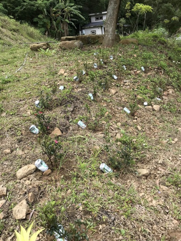 農園裡頭，一株株的植物旁，倒擺著一罐罐的鋁罐啤酒，讓人好奇「天氣太熱，植物也要喝啤酒消暑？」（圖由讀者謝文福提供）