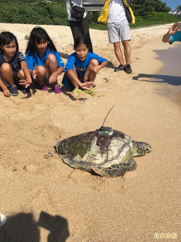 海生館水生生物收容中心這幾天進行例行的傷後復原海龜野放，小朋友也來歡送。（記者蔡宗憲攝）