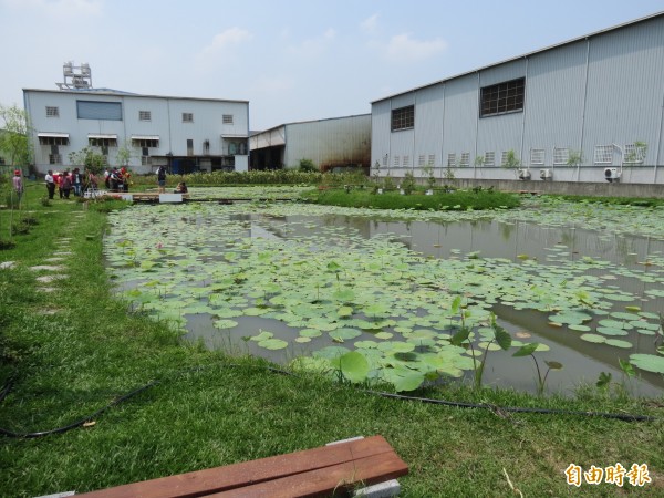 為了守護良田，避免成為工廠，光明社區志工眾志成城打造成有一大片蓮花、超美麗的「花渲光明島」（記者蘇金鳳攝）