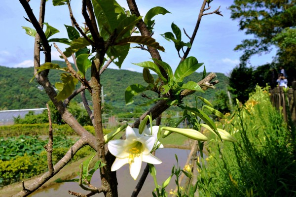 綻開的鐵砲百合花。（北市工務局大地工程處提供）