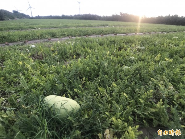 苗栗縣通霄鎮白沙屯地區的西瓜已進入盛產期。（記者張勳騰攝）