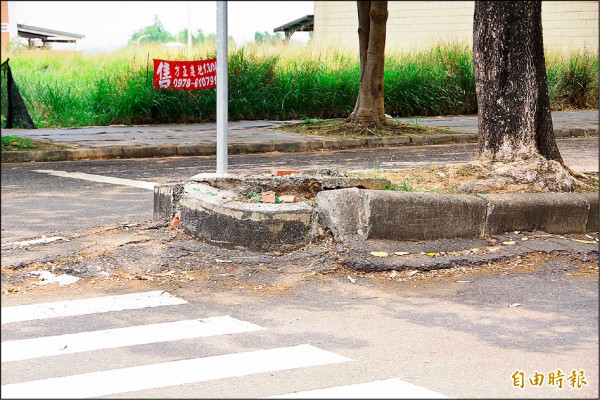 位於嘉義縣民雄鄉中正大學校門口對面的神農路，沿線分隔島因黑板樹根竄根嚴重、路面凸起，縣府獲內政部營建署補助，將於年底更新改善。（記者曾迺強攝）