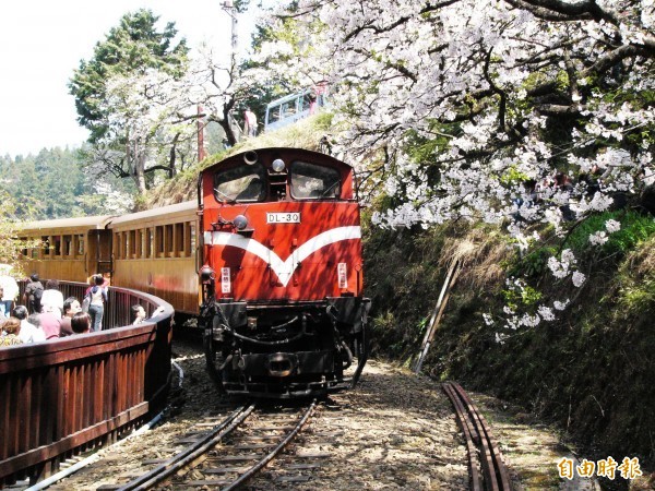 櫻花季時，阿里山小火車和櫻花交織成畫的美景吸引無數遊客。（資料照）