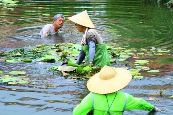 中港大排志工每月2次在塭仔底濕地公園實施的生態維護作業，過程辛苦。（新北市水利局提供）