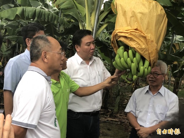 蕉價崩跌？高雄市長許立明親赴產地了解情況。（記者蔡清華攝）