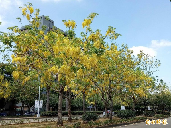 阿勃勒到了夏天，樹上就會垂吊著一串串如黃金打造的風鈴，隨著每一串花的綻放，樹葉會越來越少，最後掛滿整樹美麗的花。（記者黃鐘山攝）