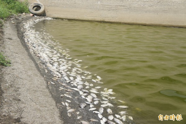 馬公興仁水庫出現魚群暴斃，沿著出水口出現魚屍成河的景色。（記者劉禹慶攝）