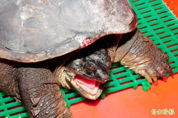 美國一名自然老師將小狗餵食給擬鱷龜，昨依虐待動物罪被起訴。示意圖。（資料照）