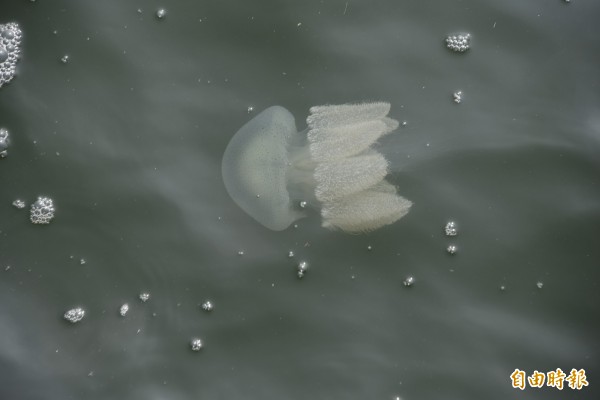 端鞭水母在海面上悠游（記者葉永騫攝）