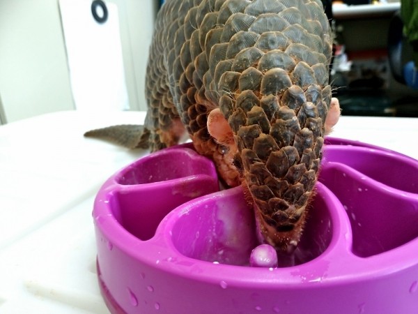 使用慢食盆吃飯的「悟空」，順利渡過食性轉換期。（動物園提供）