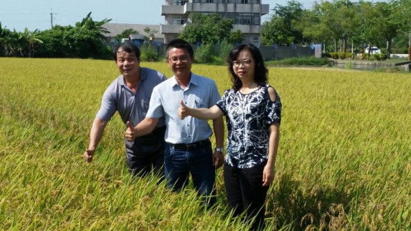 農糧署南區分署提醒農友勿搶割一期稻作，待成熟收割，收益更好。（圖由農糧署南區分署提供）